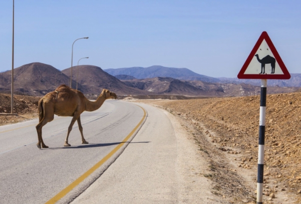 1736158202119844.png 全球8大奇特交通法規(guī)1.png